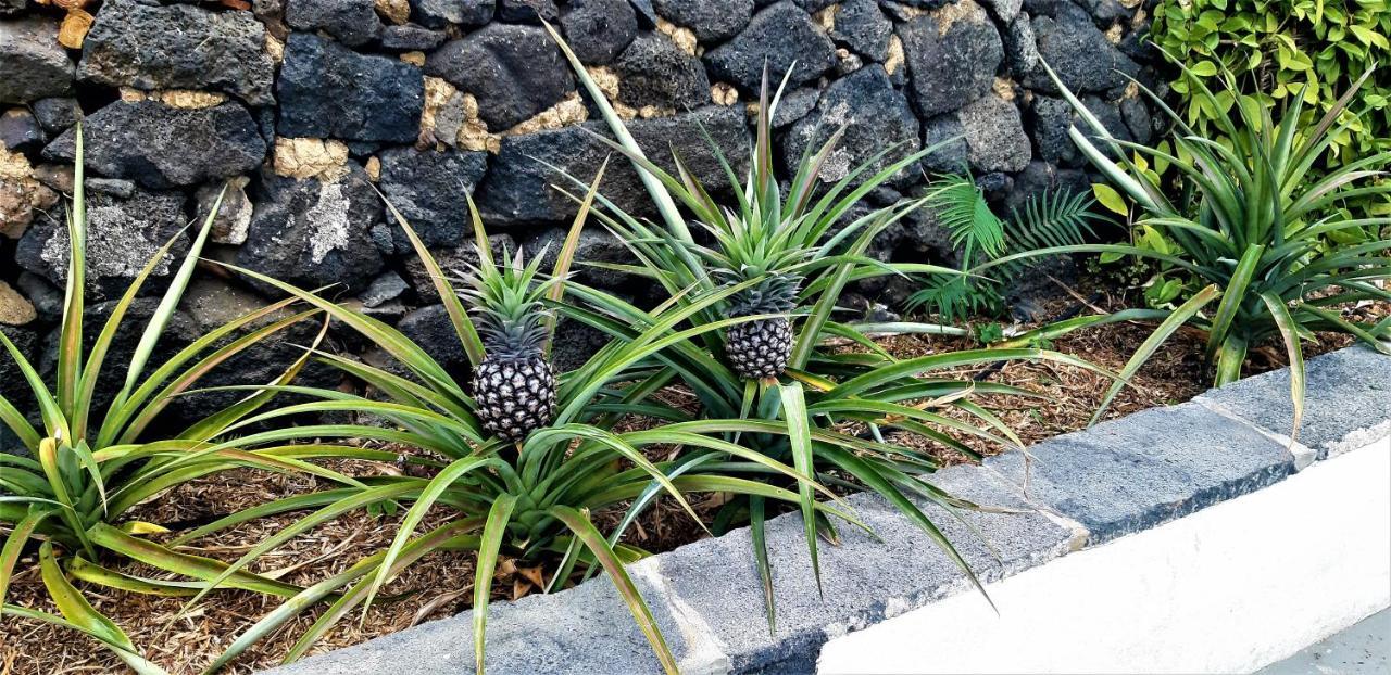 Quinta do Bom Despacho Ponta Delgada - Açores Exterior foto